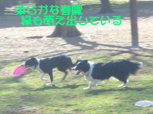 公園の早春　　　2011/03/27_b0101991_20495913.jpg