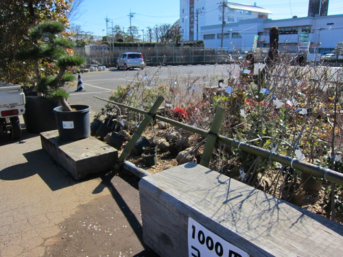 安行植物取引所 当番_b0200291_2041240.jpg