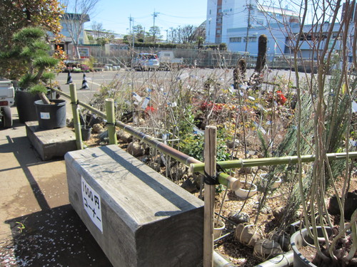 安行植物取引所 当番_b0200291_20464092.jpg