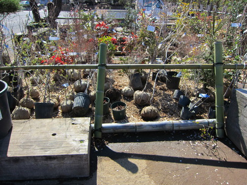安行植物取引所 当番_b0200291_20525864.jpg