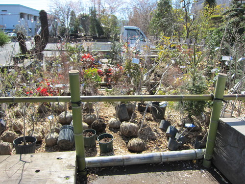 安行植物取引所 当番_b0200291_20573110.jpg