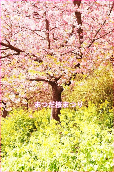 まつだ桜まつり2011 松田山の河津桜と菜の花_b0145398_17361163.jpg