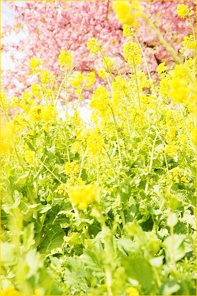 まつだ桜まつり2011 松田山の河津桜と菜の花_b0145398_17362643.jpg