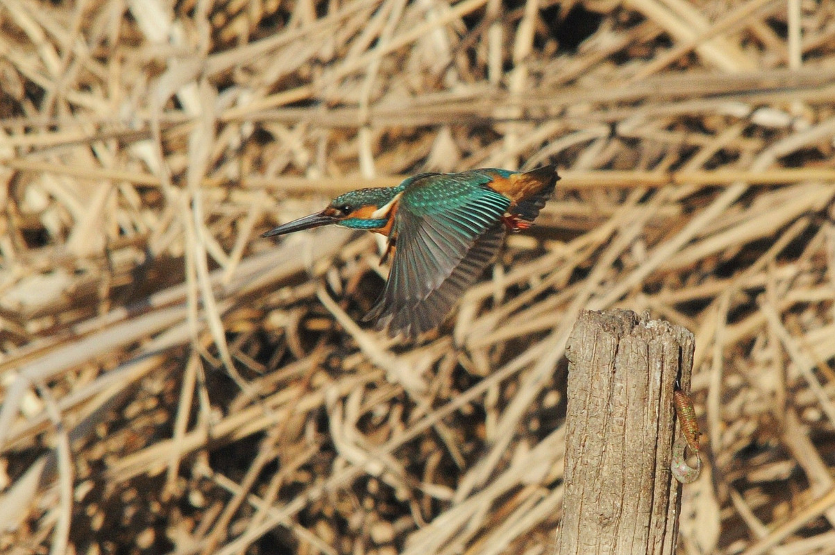 カワセミの飛び出し_a0189912_171429.jpg