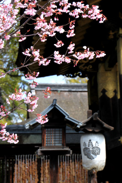 京の花だより 豊国神社と方広寺_e0048413_2073980.jpg
