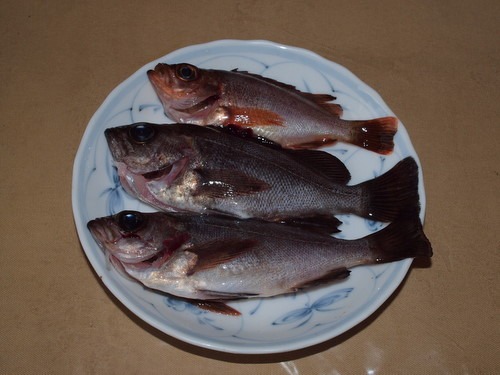 今日の夫の釣果_c0116915_016422.jpg