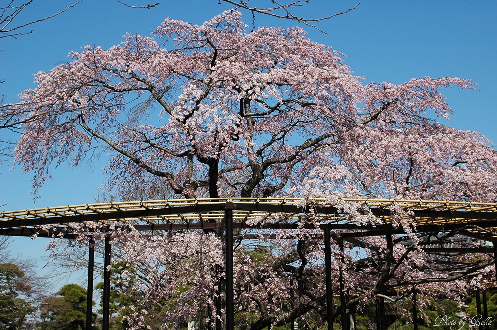 枝垂れ桜が満開！_f0012718_1603825.jpg