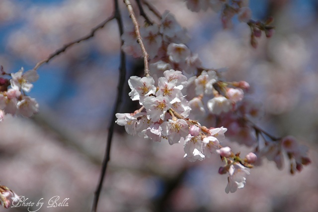枝垂れ桜が満開！_f0012718_16212767.jpg