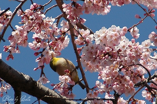 枝垂れ桜が満開！_f0012718_16241525.jpg