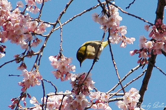 枝垂れ桜が満開！_f0012718_16264314.jpg