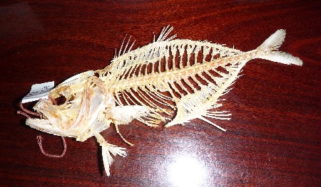魚の骨格標本 その28 シマガツオの仲間｜いぞらど