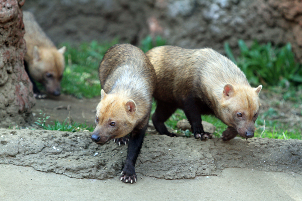 ヤブイヌはなぜ走る 動物園放浪記