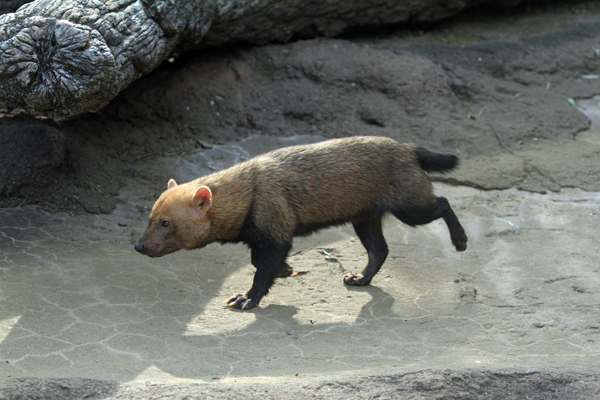 ヤブイヌはなぜ走る 動物園放浪記