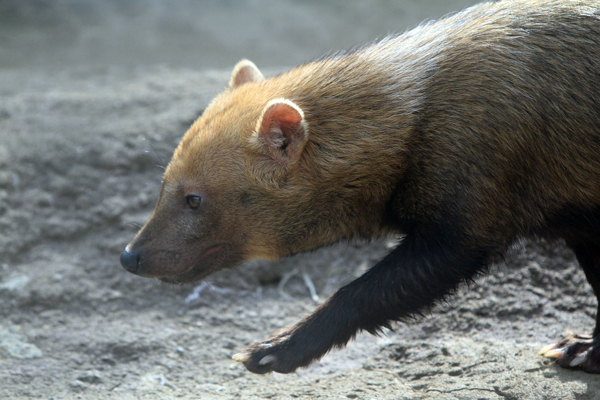 ヤブイヌはなぜ走る 動物園放浪記