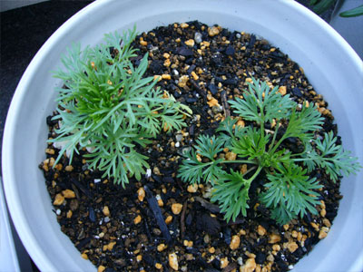 千鳥草の成長 にわあそび