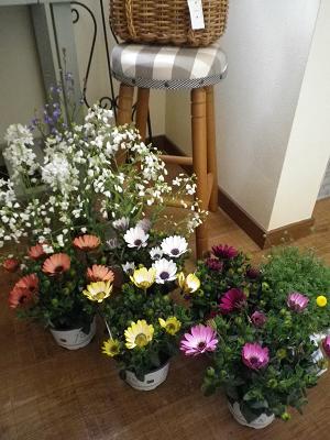 春ですよー 花苗入荷情報です・1_e0086738_1946153.jpg
