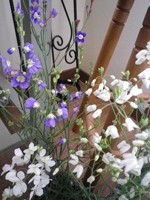 春ですよー 花苗入荷情報です・1_e0086738_19463662.jpg