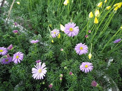 春ですよー 花苗入荷情報です・1_e0086738_19475178.jpg