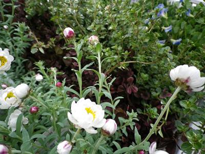 春ですよー 花苗入荷情報です・1_e0086738_1948556.jpg
