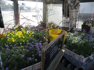 春ですよー 花苗入荷情報です・1_e0086738_19564881.jpg