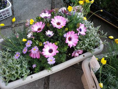 春ですよー 花苗入荷情報です・1_e0086738_19571452.jpg