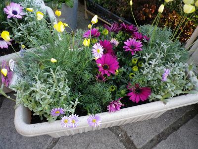 春ですよー 花苗入荷情報です・1_e0086738_2002030.jpg