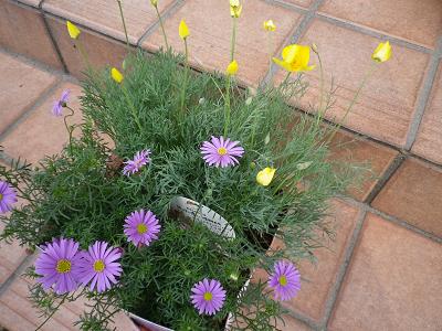 春ですよー 花苗入荷情報です・1_e0086738_2030456.jpg