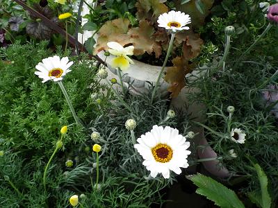 春ですよー 花苗入荷情報です・1_e0086738_20304951.jpg