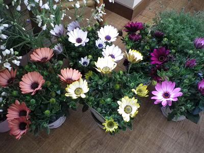 春ですよー 花苗入荷情報です・1_e0086738_2031224.jpg