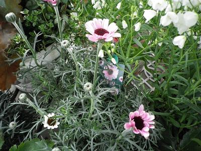 春ですよー 花苗入荷情報です・1_e0086738_20312877.jpg