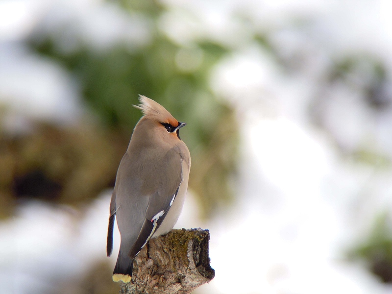 この冬に出会った鳥。_a0080641_2156844.jpg