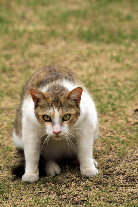 土曜日の猫たち_b0049152_18544717.jpg