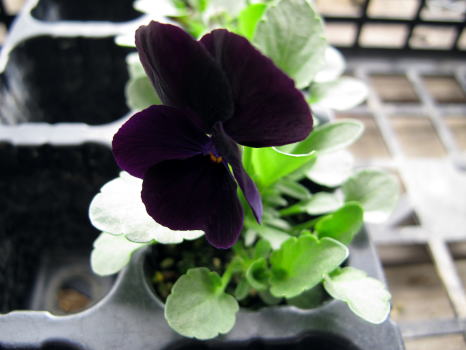 c0147952_21385187.jpg