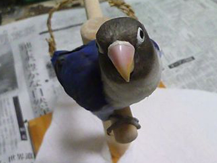 鳥デカバッグ　＃4 キルティングのこと_e0147757_2392810.jpg