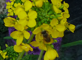 かぶらの花_e0139459_154751100.jpg