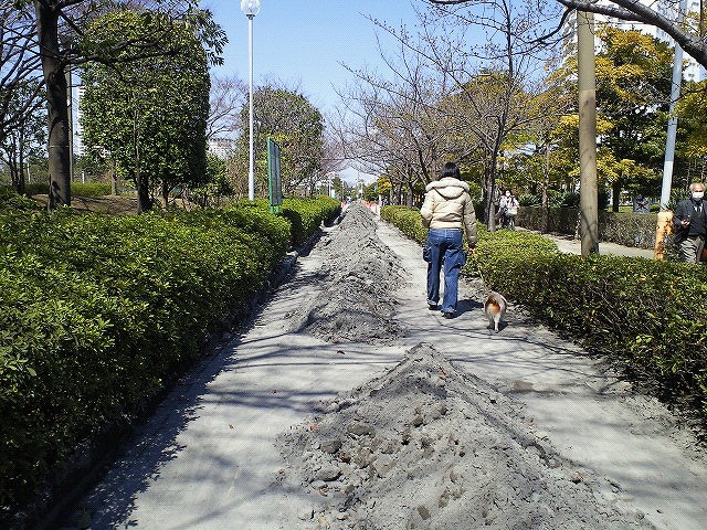 ２８日都内でソメイヨシノ開花　明海大学の桜_f0129761_15453822.jpg