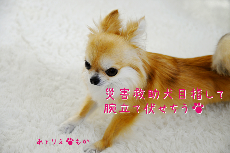 マッチョなチワワを目指して チワワとnikonと透明な猫 A Cat Has Nine Lives Season2 マッチョなチワワを目指して チワワとnikonと透明な猫 A Cat Has Nine Lives Season2