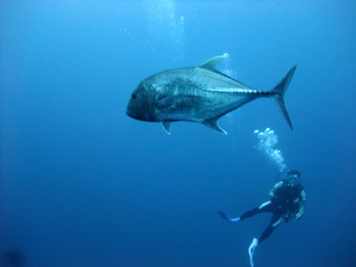 ３月22日~26日　Similan Cruise！！！_d0086871_13333079.jpg