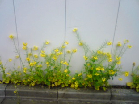 大野銀座通りの菜の花_e0115872_212336.jpg