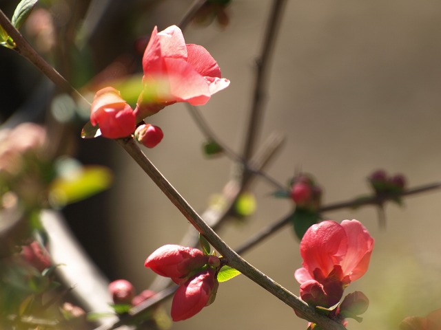 『木瓜（ボケ）の花達・・・』_d0054276_2035893.jpg