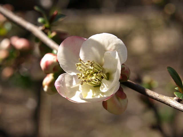 『木瓜（ボケ）の花達・・・』_d0054276_20493.jpg