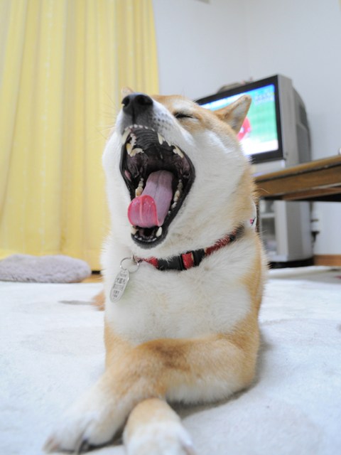 やっぱりね。_a0126590_6541670.jpg