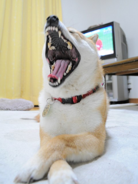 やっぱりね。_a0126590_6553727.jpg