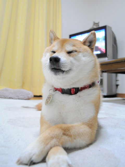 やっぱりね。_a0126590_705140.jpg
