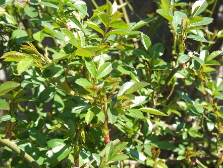 d0099791_1713510.jpg