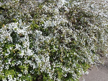 d0099791_17461627.jpg