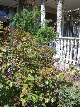 d0099791_174983.jpg