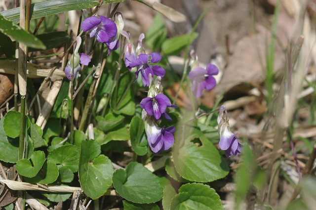 e0070891_2325579.jpg