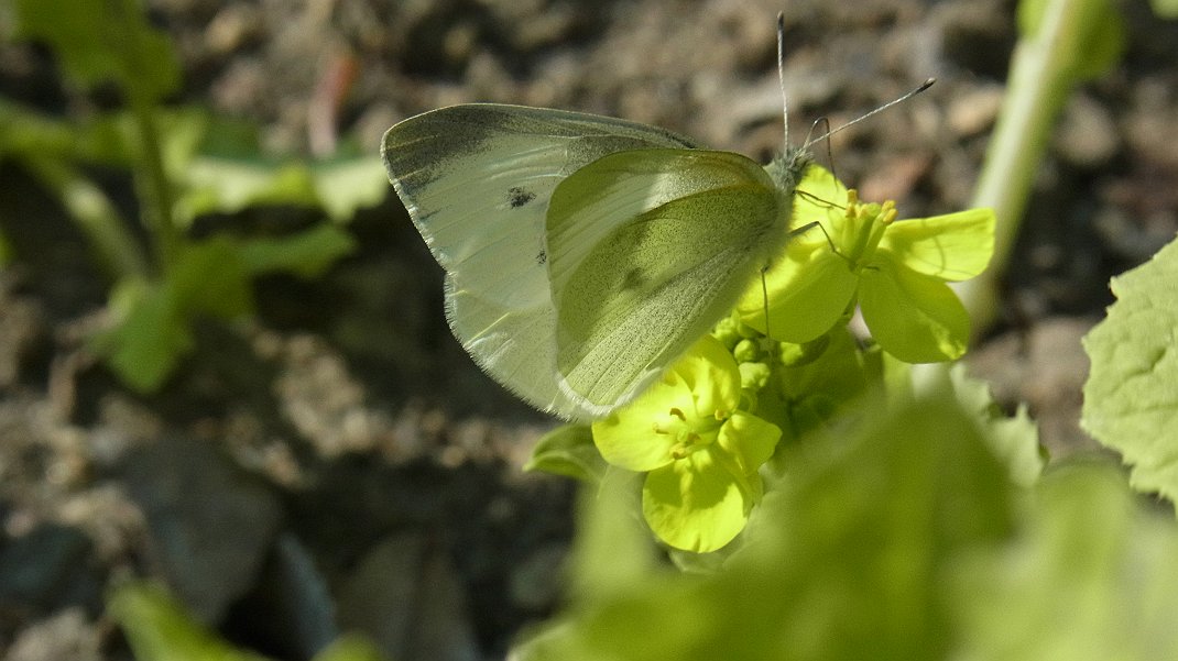 a0152692_189018.jpg