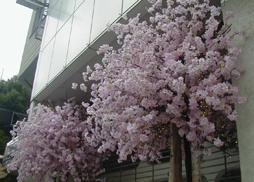 ●街中のさびしい桜_d0053294_1421444.jpg